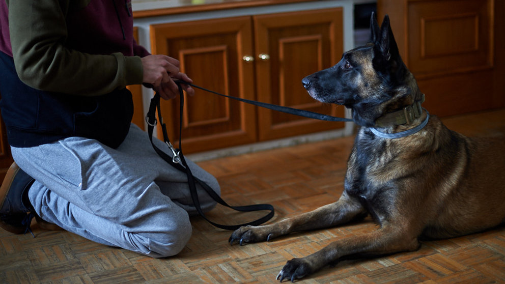 El adiestrador canino Pablo Vicente junto a su perro Jare haciendo un ejercicio en casa. MIGUEL OSÉS