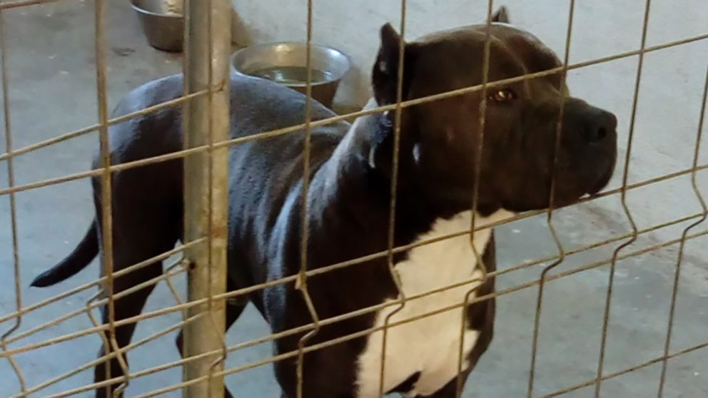 Perro Pitbull que atacó a otro can en Echarri Aranaz. POLICÍA FORAL