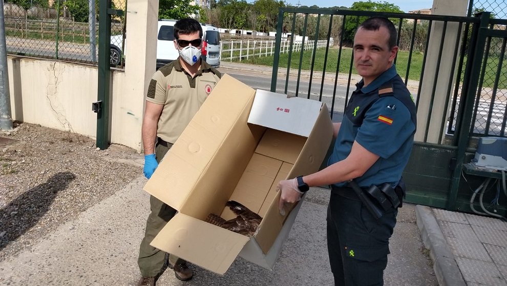 Un agente de la Guardia Civil hace entrega a Medio Ambiente del águila herida en Tulebras. GUARDIA CIVIL