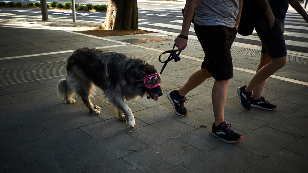 Dos personas pasean a un perro con gafas durante la fase 0 del Estado de alarma a causa del coronavirus. PABLO LASAOSA