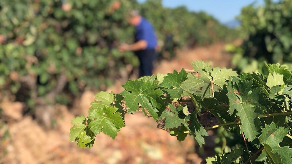 Toma de muestras en viñas de la DOC Rioja. Europa Press.

Toma de muestras en viñas de la DOC Rioja

  (Foto de ARCHIVO)

4/9/2019