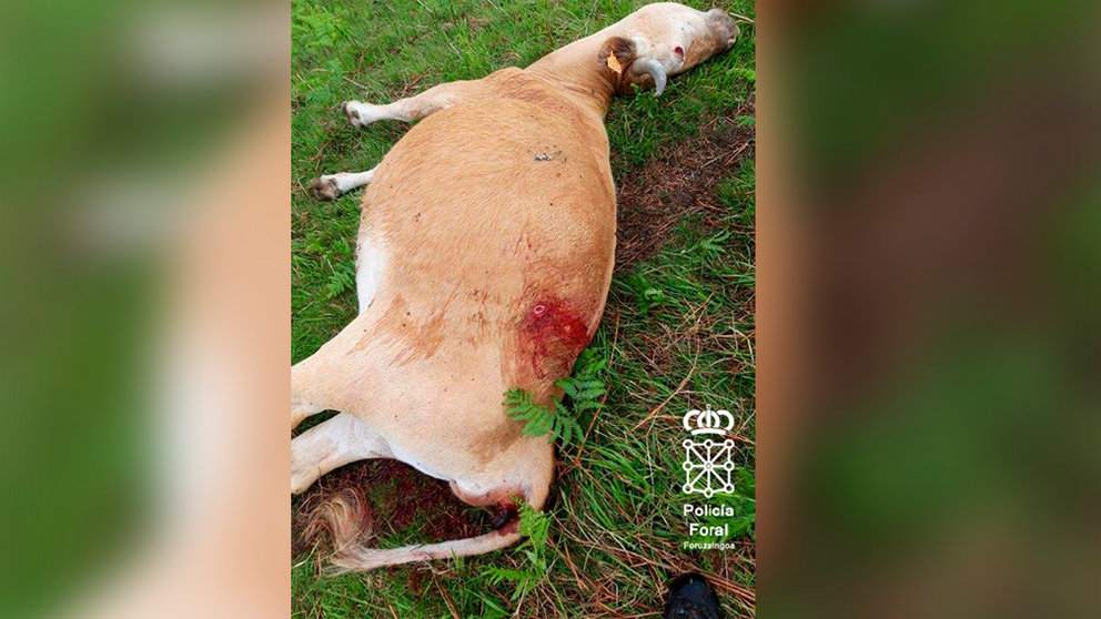 Imagen de la vaca Betizu muerta por un disparo. POLICÍA FORAL