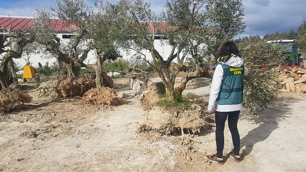 Los olivos centenarios robados y que fueron encontrados en otra finca próxima a la localidad de Tafalla GUARDIA CIVIL