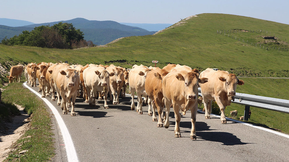 Las vacas recorren unos 35 kilómetros hasta las faldas del Pico de Orhi. Cedida UAGN.