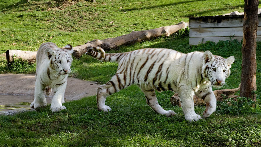 Tigres blancos  en Sendaviva. CEDIDA