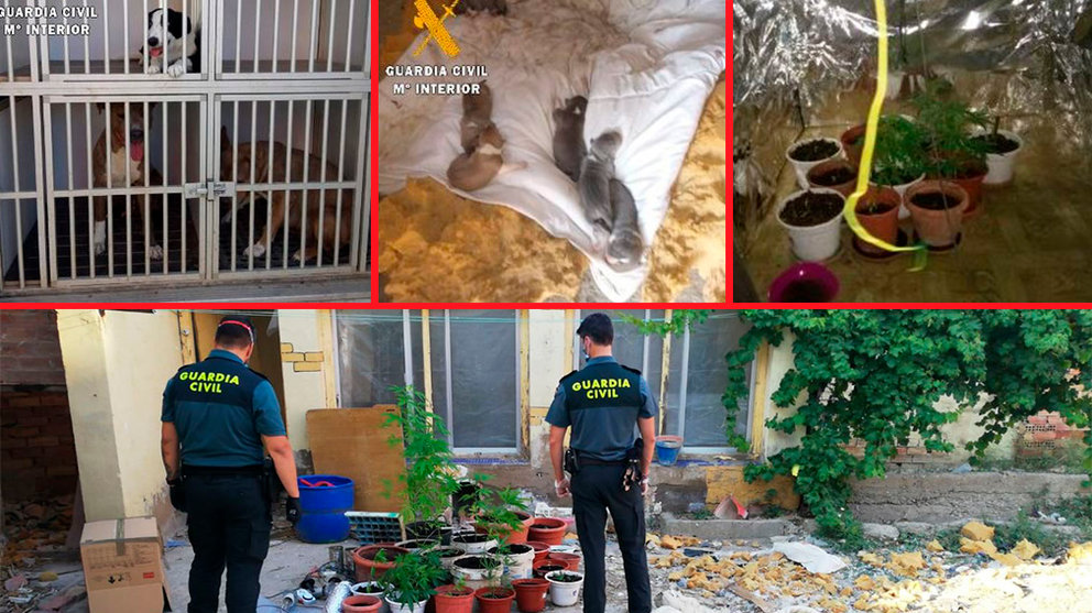 Perros abandonados en Villafranca y droga incautada GUARDIA CIVIL