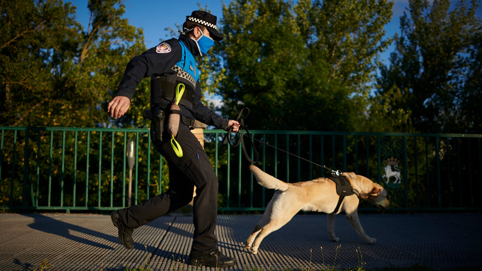 Unidad canina de busueda de rogas de Policía Municipal de Pamplona. PABLO LASAOSA