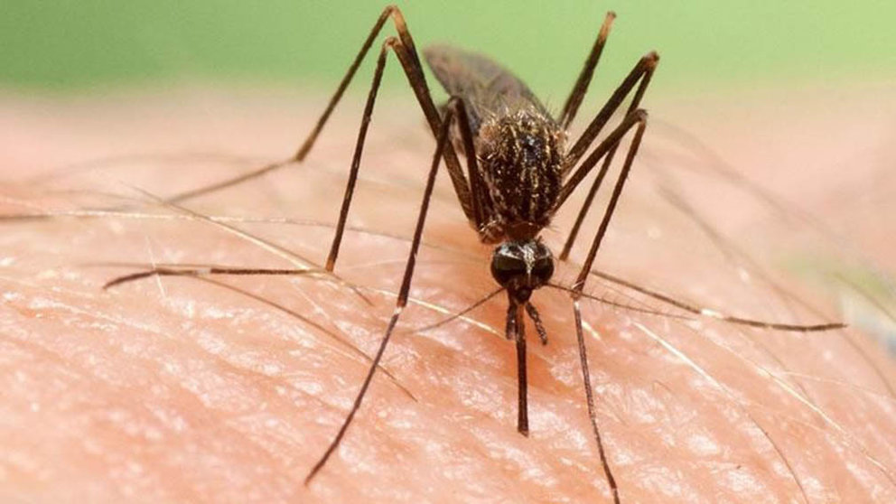 El &#39;Aedes japonicus&#39;, una nueva especie invasora de mosquito proveniente de Oriente. - ADEPAP