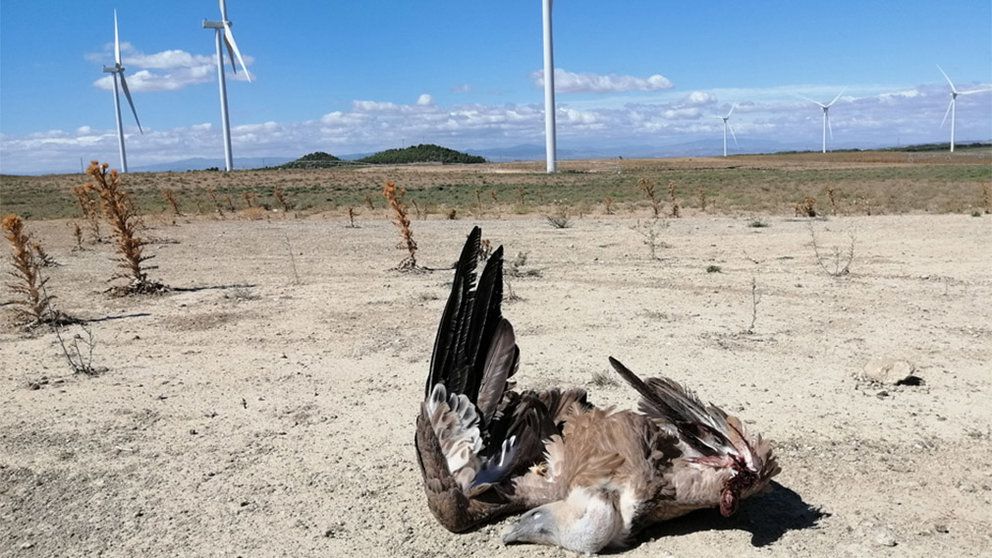 Imagen de un buitre muerto en el Complejo eólico Cavar de Valtierra y Cadreita GURELUR