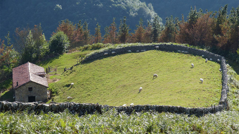Un campo con ovejas en medio de la montaña. ARCHIVO