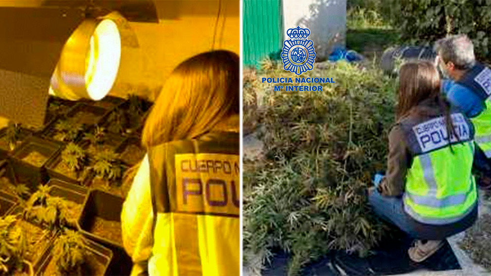 Agentes de la Policía Nacional junto a las plantaciones de marihuana descubiertas e incuatadas en una vivienda de la Comarca de Pamplona POLICÍA NACIONAL