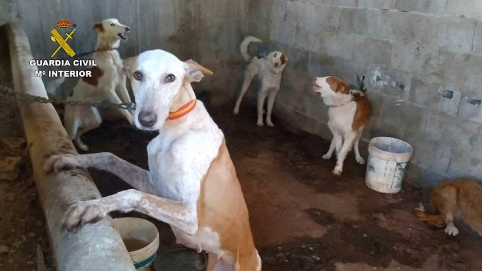 La Guardia Civil desarticula una organización dedicada al robo y venta de perros de caza. GUARDIA CIVIL