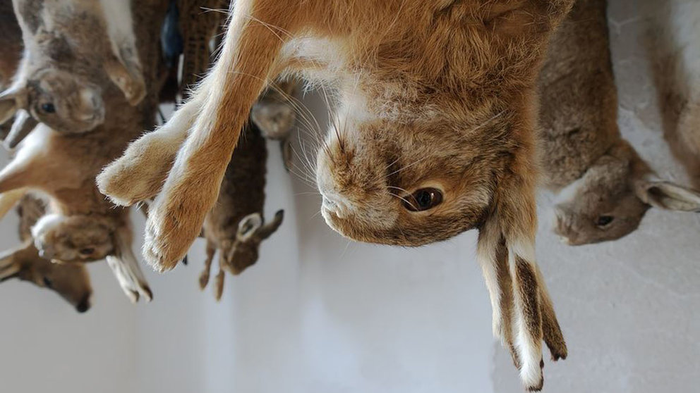 Conejos cazados ARCHIVO