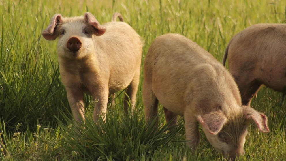 Imagen de granja porcina. ARCHIVO