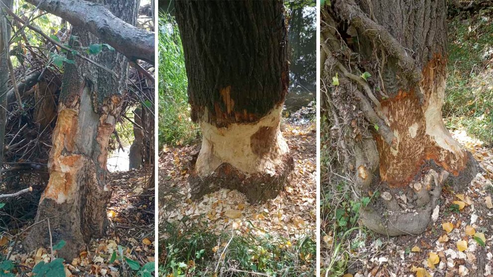 Árboles dañados por la actividad de los castores en Villava MANCOMUNIDAD DE LA COMARCA DE PAMPLONA