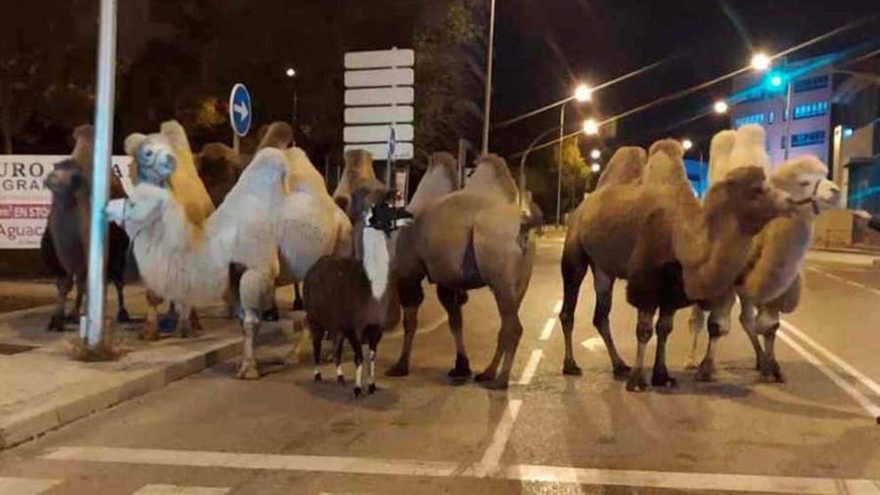 La Policía Nacional localiza a ocho camellos y una llama que transitaban por una calle del barrio madrileño de Carabanchel y que se habían escapado del circo Quirón. EFE/Policía Nacional