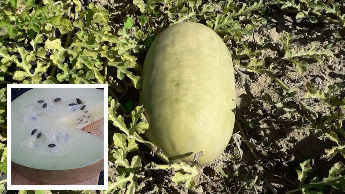 La melona dejó de cultivarse en Navarra en la década de los 70. INTIA