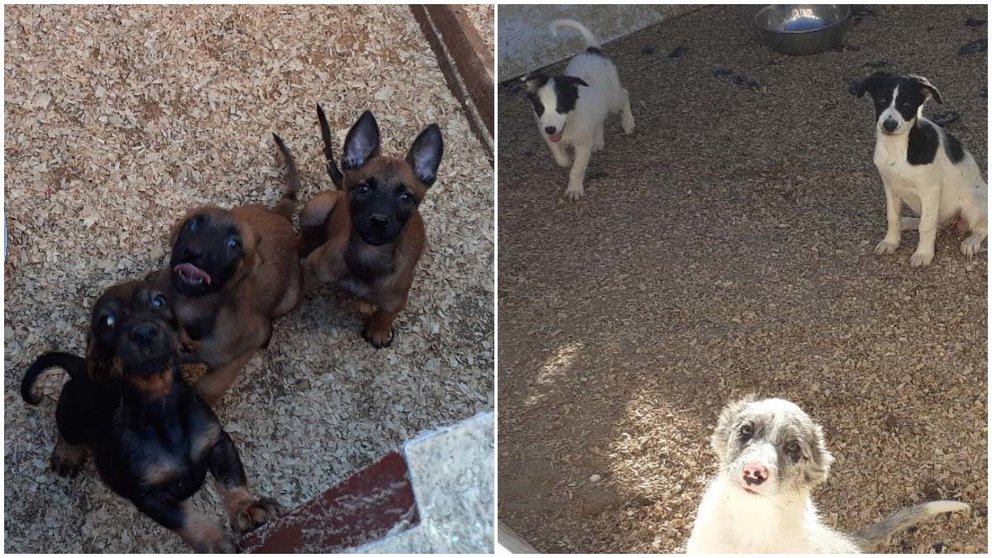 Desmantelado en la Ribera un criadero de venta ilegal de perros por internet. POLICÍA FORAL