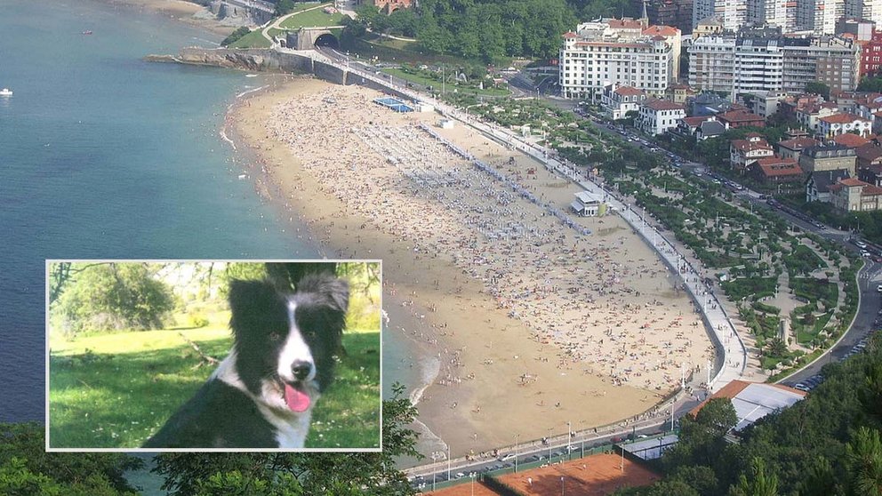 La perra "Susi" fue robada a sus dueños en el Valle de Yerri y llevada a San Sebastián.
