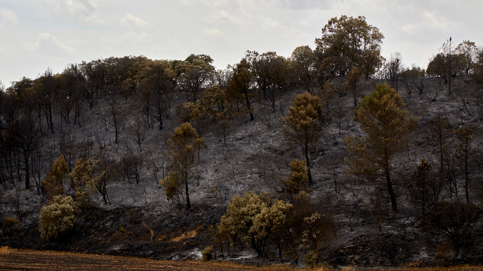 Zona quemada en el incendio de la sierra del Perdón. IÑIGO ALZUGARAY