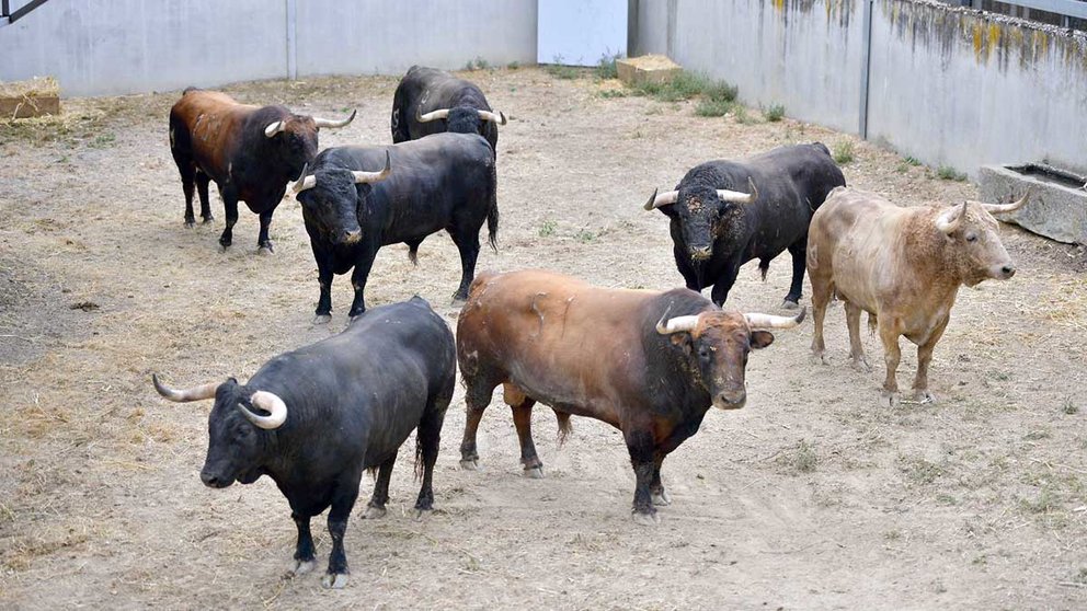 Los toros de Núñez del Cuvillo para la corrida del 7 de julio ya están en los corrales del Gas. PABLO LASAOSA