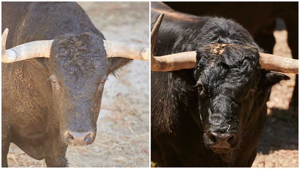 El toro 'Zalagarda' (nº 51) sustituye al toro 'Impositor' (nº 203) en la segunda corrida de la Feria del Toro de San Fermín tras sufrir una dolencia en una pata durante el encierro.