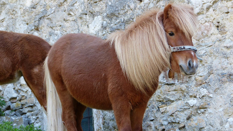 Imagen de archivo de un pony. PIXABAY