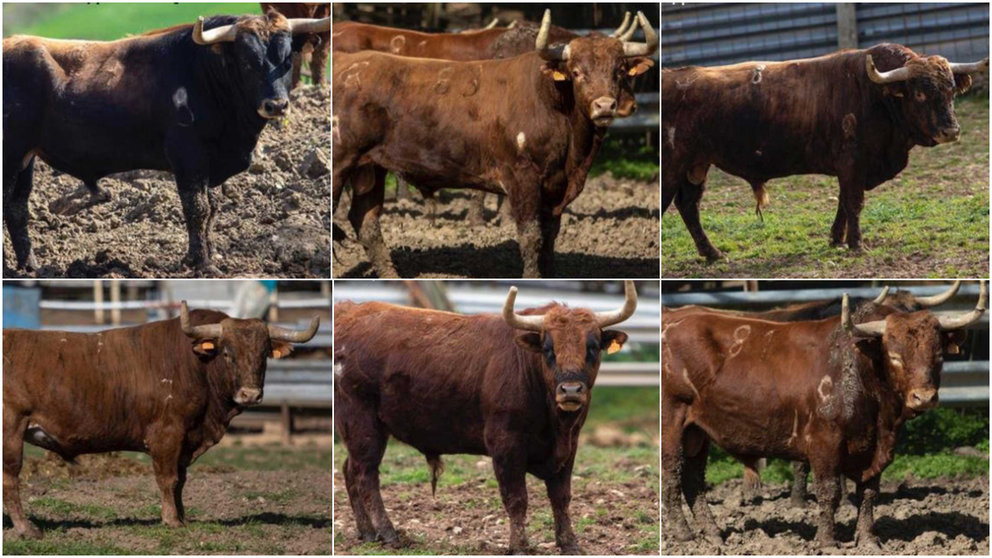 Toros de Casta Navarra de la ganadería de Miguel Reta que serán lidiados el sábado 6 de agosto en la plaza de toros de Estella.