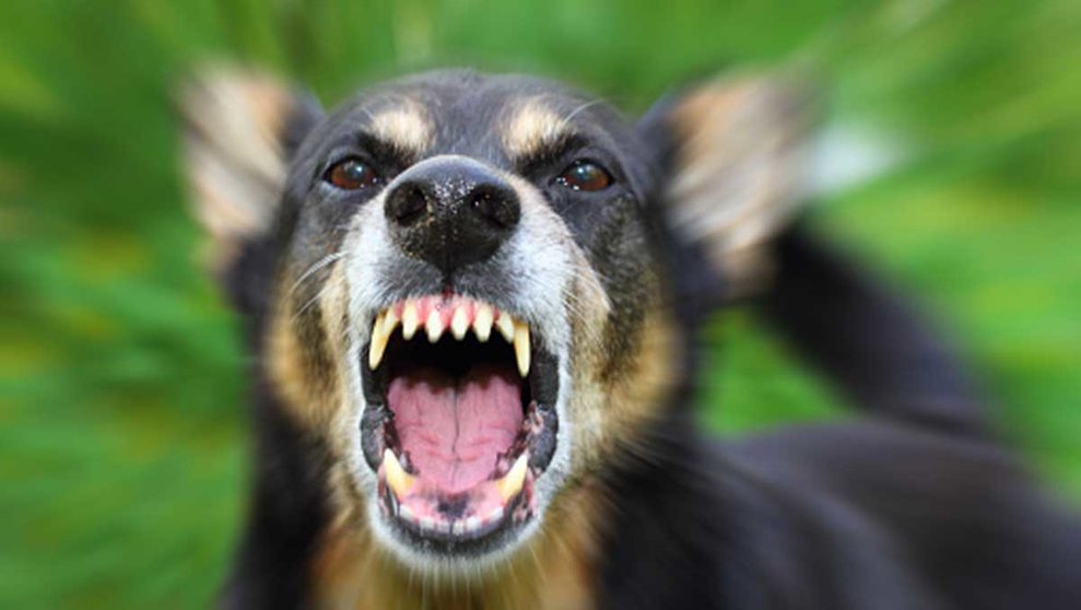 Imagen de archivo de un perro de raza peligrosa. PIXABAI
