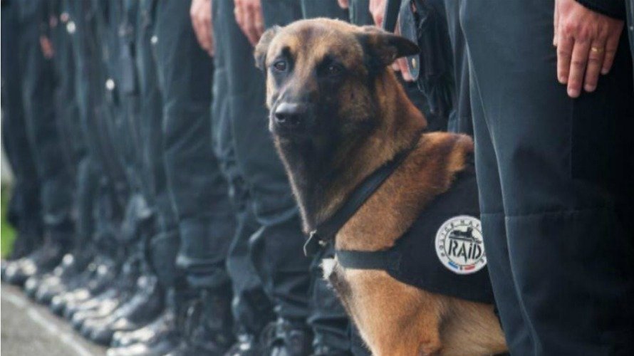 Diesel, la perra que ha fallecido en la operación antiterrorista en Saint Denis. Twitter.