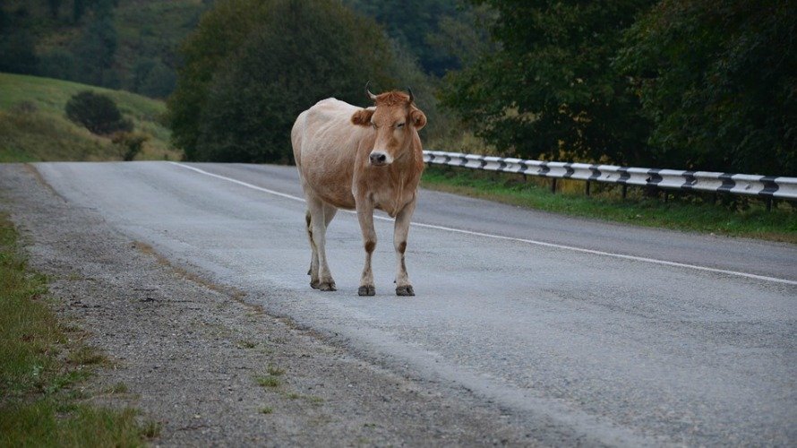 Fallece un motorista por colisionar con una vaca.