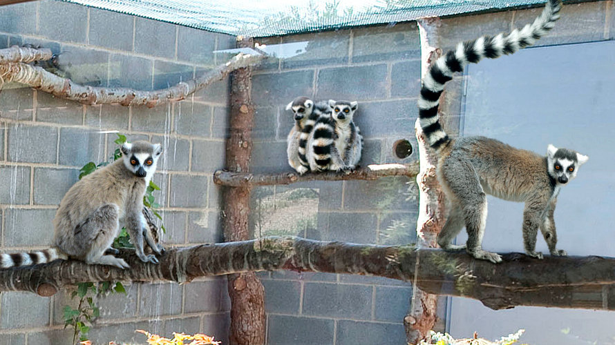Siete lémures de cola anillada (Lemur catta) acaban de llegar a Sendaviva.