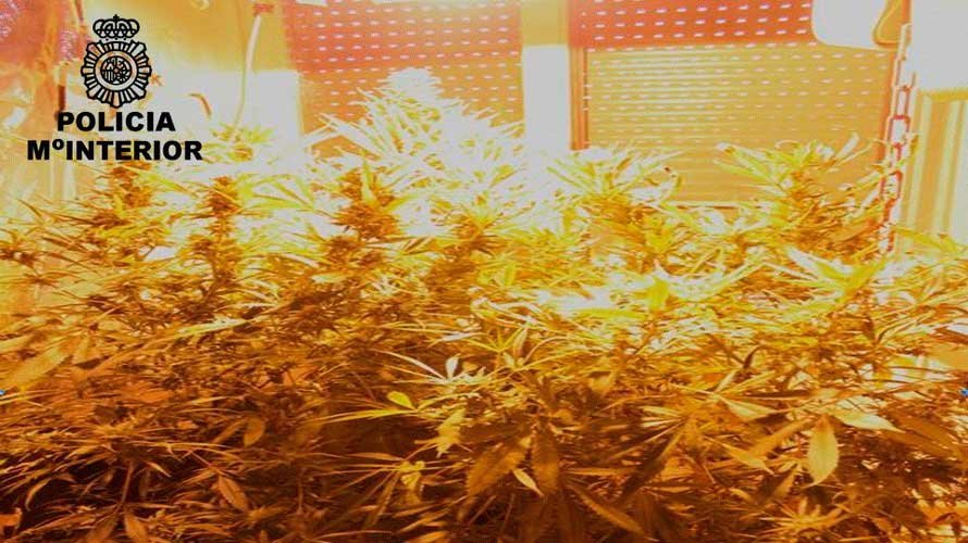 Algunas de las plantas de marihuana incautadas en un domicilio de la calle Cuesta de la Reina.