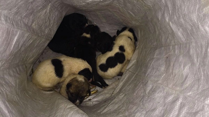 Los siete cachorros de mastín rescatados en Marcilla.