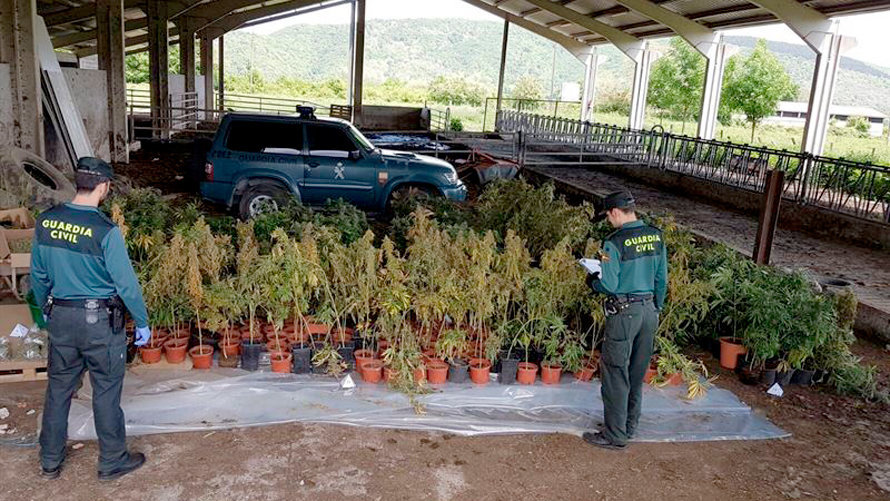 Plantas de marihuana incautadas por la Guardia Civil. EP