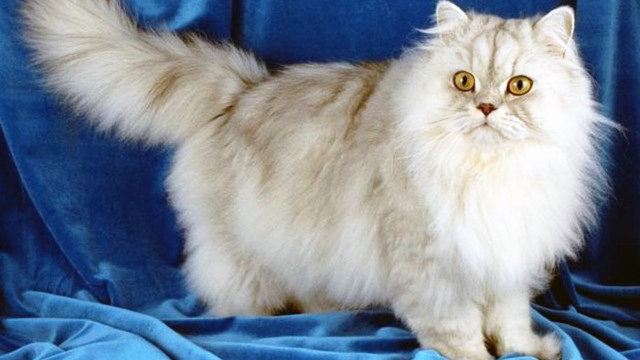 Imagen de un gato persa.