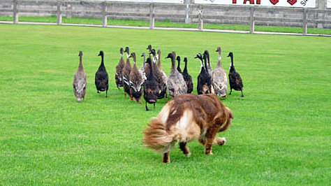 Perro de raza Border Collie, de Fermín Ainzúa,conduciendo una manada de patos.