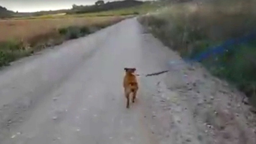Este impresionante vídeo muestra cómo una perrita que apareció en Adiós no estaba tan perdida como parecía.