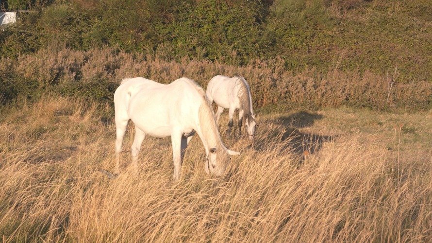 Dos caballos en el entorno de Cordovilla y el polígono de La Morea.