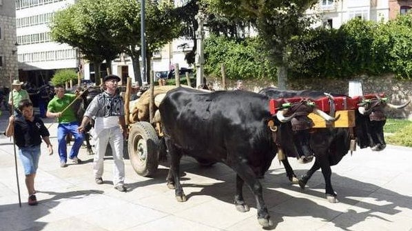 Miembros de la Real Cabaña de Carreteros salen de Burgos con tres carros tirados por vacas serranas para transportar alquitrán (EFE).