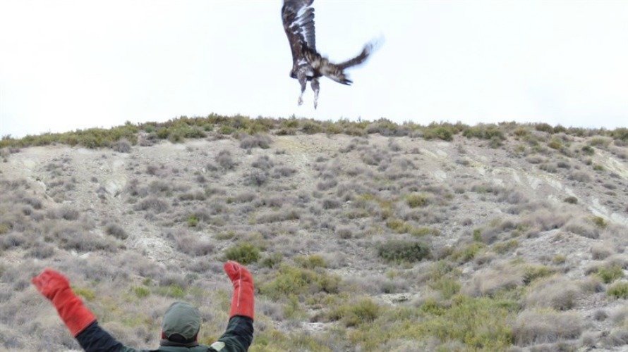 'Hegoi', un macho de águila real de 2 metros sobrevuela Navarra.