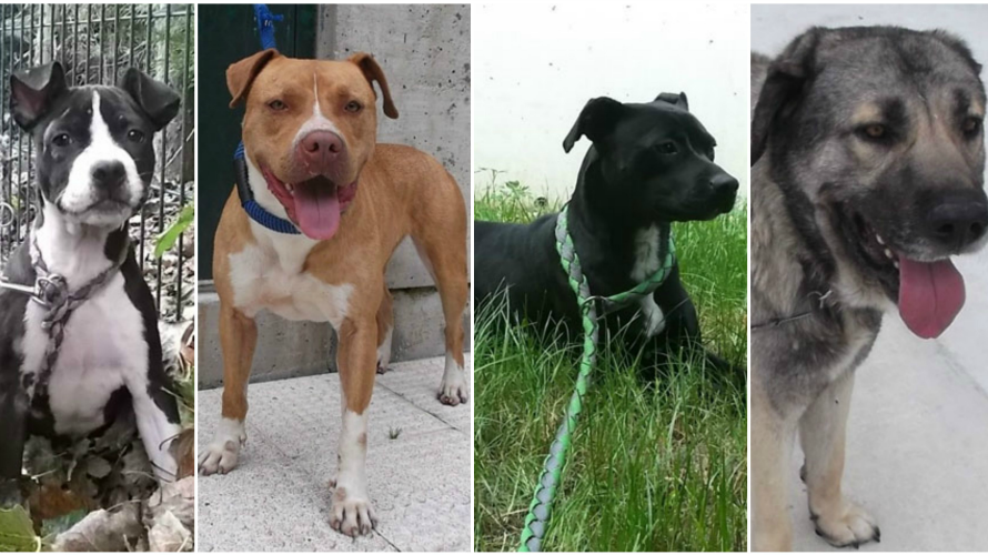 Cuatro de los perros en adopción en la perrera de Pamplona. 