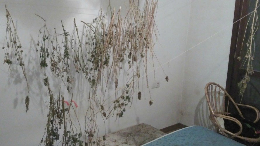 Plantas de marihuana secando en la vivienda del detenido. PFORAL