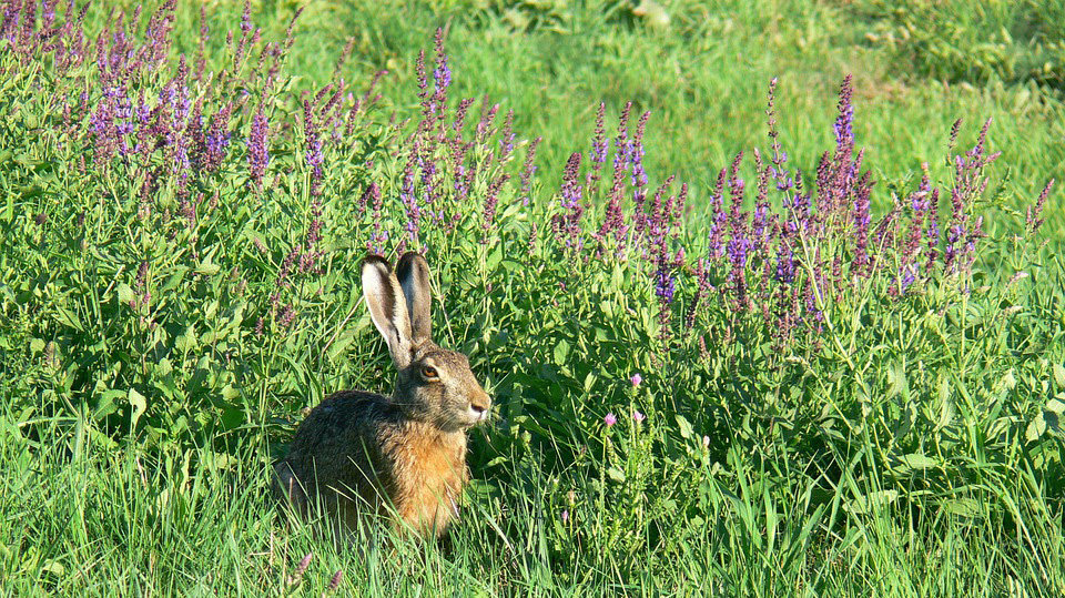 Imagen de un conejo en un campo navarro ARCHIVO