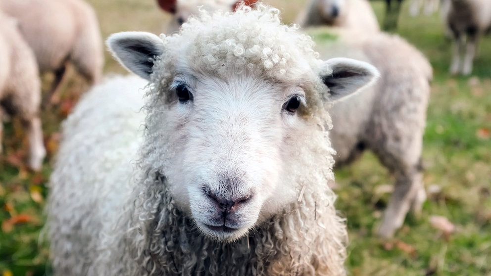 Un rebaño de ovejas (1)