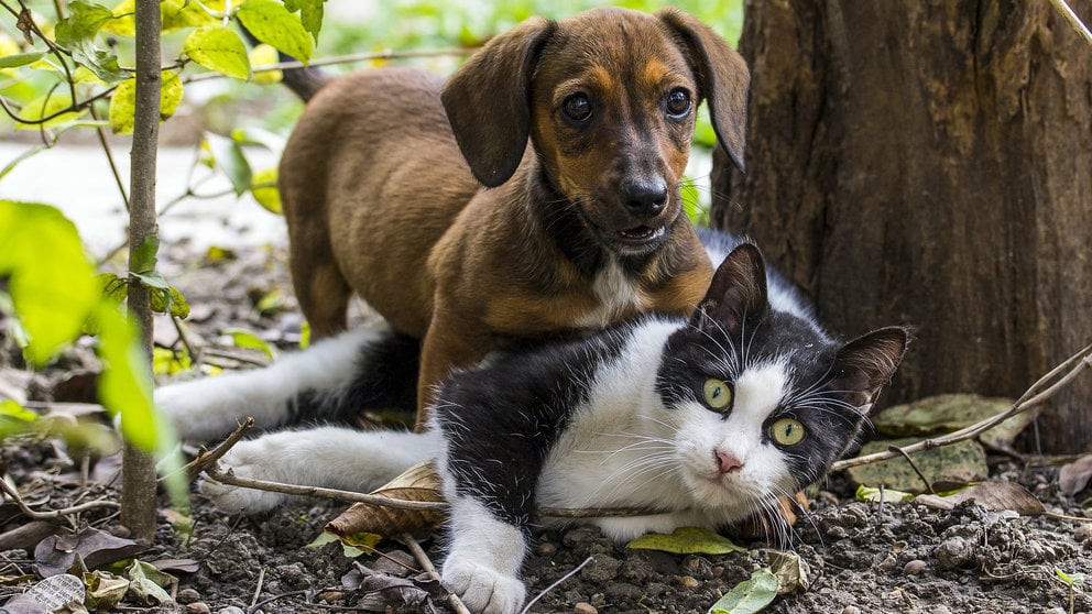Un perro y un gato juegan en un jardín.
