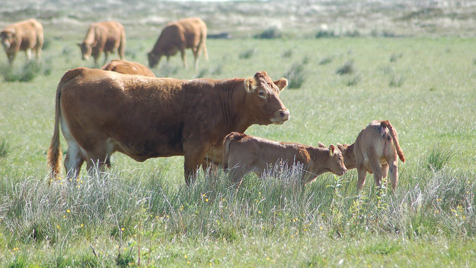 Una imagen de recurso de vacas pastando