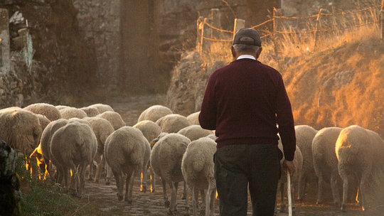 Imagen de un pastor llevando un rebaño de ovejas ARCHIVO