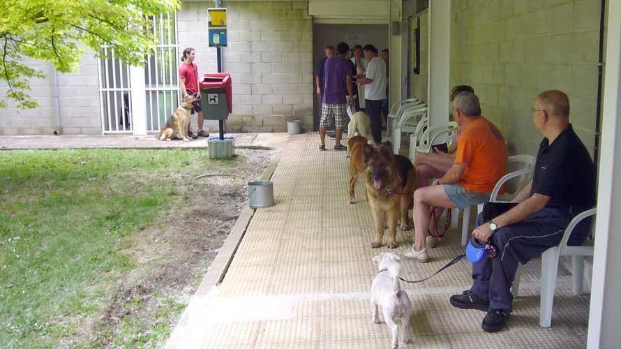 Imagen de algunos de los canes que se acercaron al Centro de Atención de Animales en la anterior campaña de vacunación. CAA