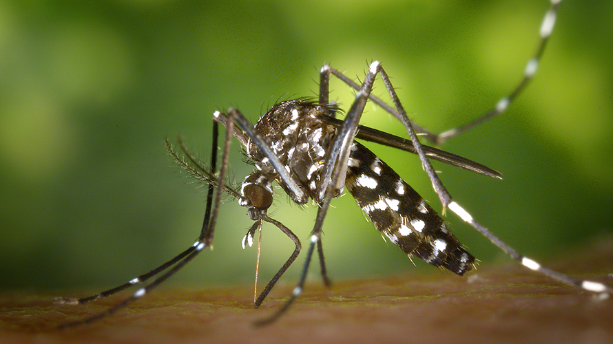 El mosquito tigre, un peligroso transmisor de enfermedades. ARCHIVO